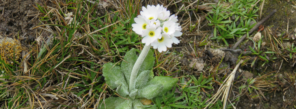 DUSTY MILLER Primrose Primula magellanica 